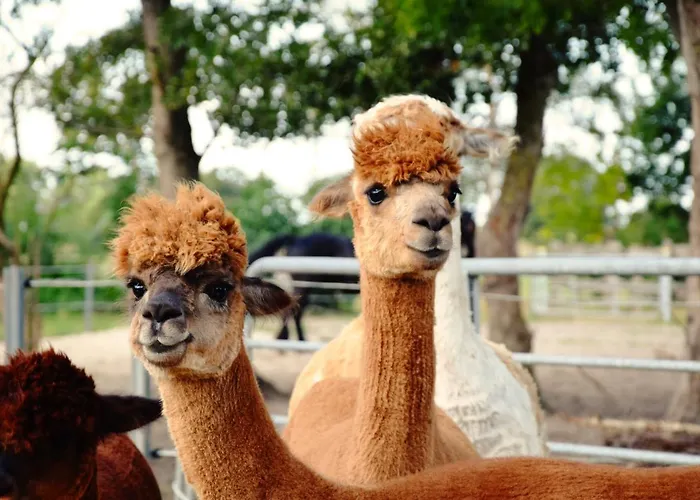 Kastanienhof Κατάλυμα σε φάρμα Südbrookmerland